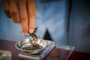 廣東茶行業(yè)技能大賽開(kāi)賽，制茶匠人一展傳統(tǒng)技藝