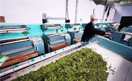 普安供電局 電亮古茶樹(shù)之鄉(xiāng)，服務(wù)黔茶第一春