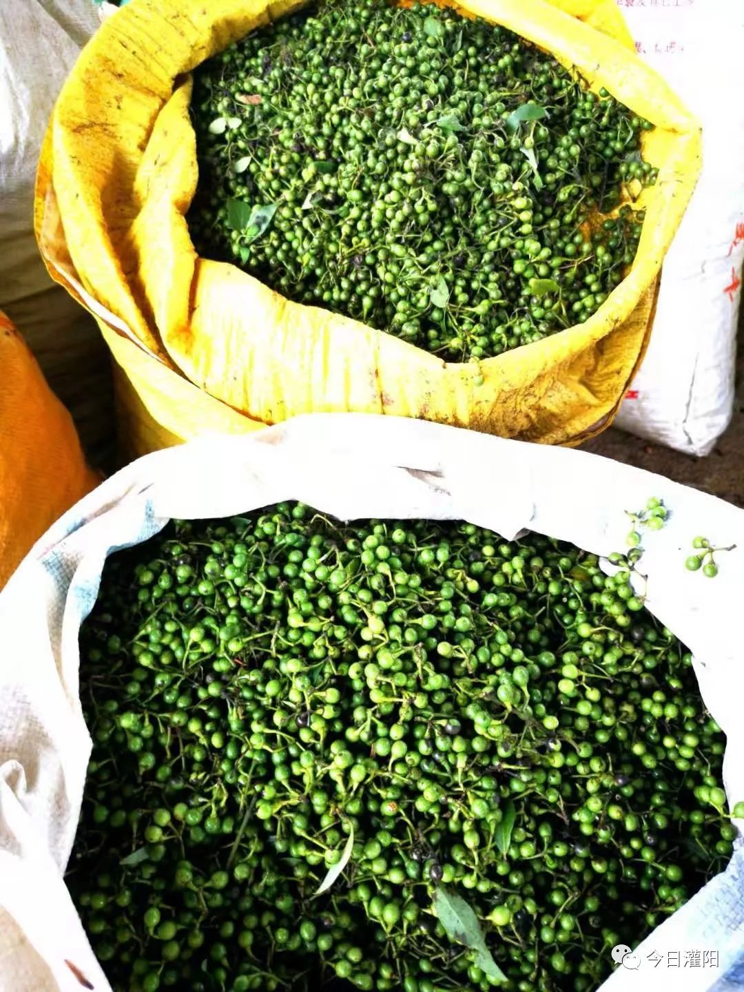 小小山蒼子成了脫貧“金果果” 茶葉加工助力鄉村振興