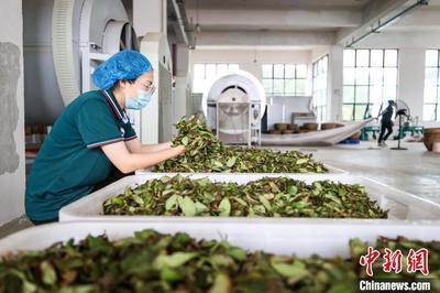 匠心精制，茶韻悠長——探訪貴州仁懷烏龍茶加工盛況