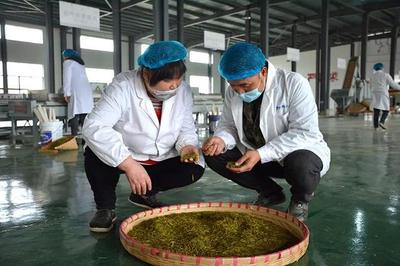 興仁 春茶飄香季，茶園開采忙